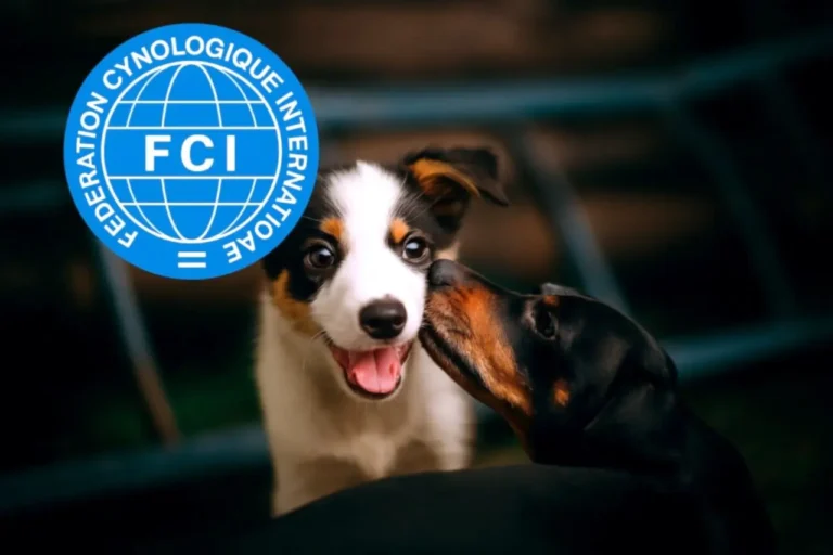 FCI – co to jest? Czym zajmuje się Międzynarodowa Federacja Kynologiczna?