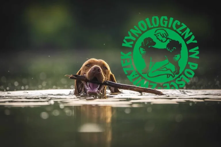 ZKwP – co to jest i czym zajmuje się Związek Kynologiczny w Polsce?